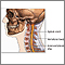 Spinal surgery -- cervical - series
