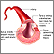 Artery cut section