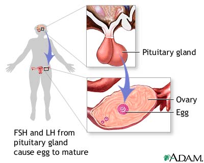 FSH and LH from pituitary gland