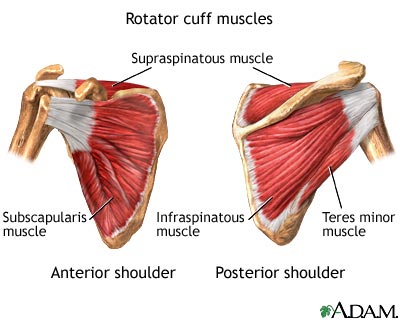 Rotator cuff muscles