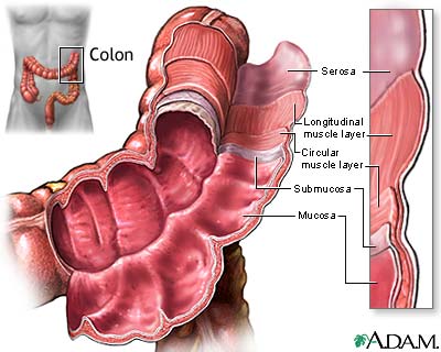 Structure of the colon