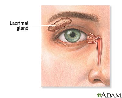 Lacrimal gland