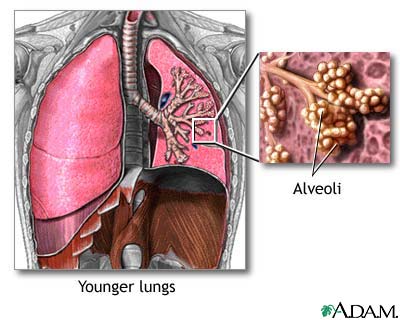 Normal lungs and alveoli