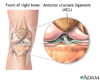 Normal knee anatomy