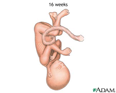 16-week fetus