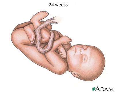 24-week fetus