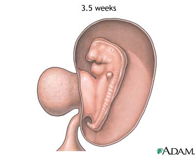 3.5 week fetus